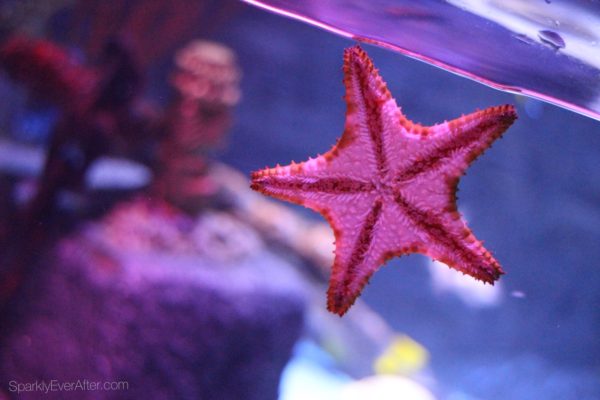 SEA LIFE Orlando Aquarium Starfish | SparklyEverAfter.com