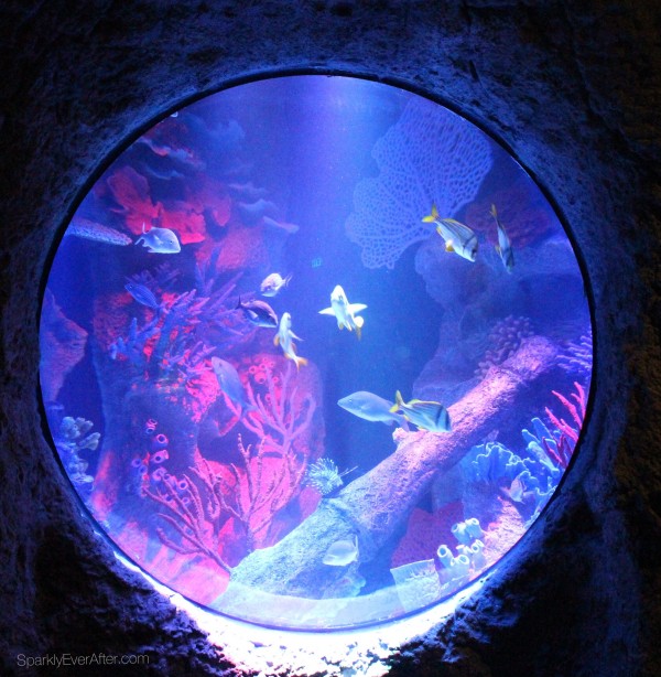 SEA LIFE Orlando Aquarium Habitat | SparklyEverAfter.com