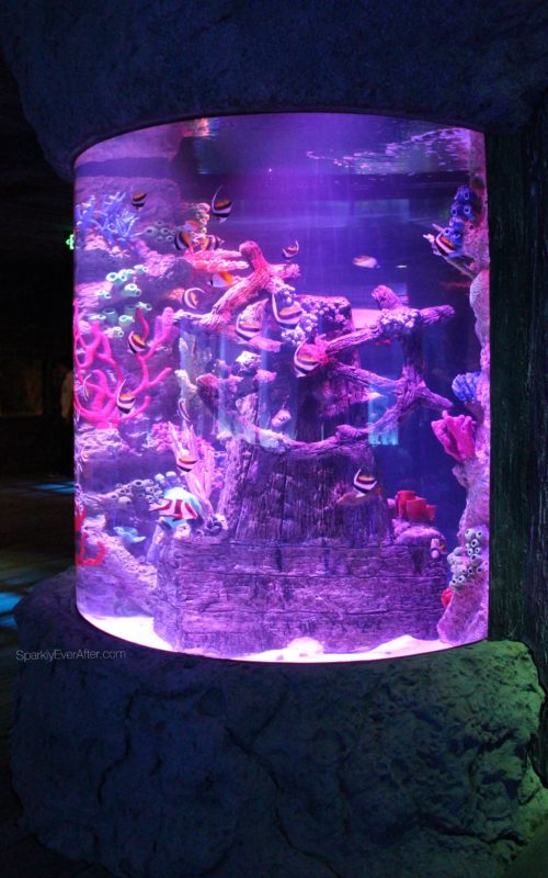 SEA LIFE Orlando Aquarium | SparklyEverAfter.com