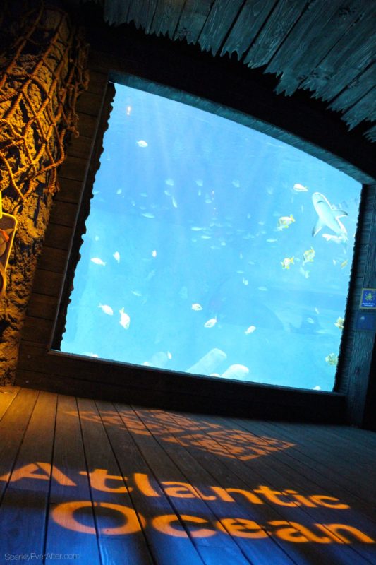 SEA LIFE Orlando Aquarium Atlantic Ocean | SparklyEverAfter.com