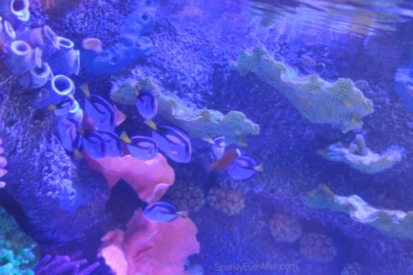 SEA LIFE Orlando Aquarium Review | SparklyEverAfter.com