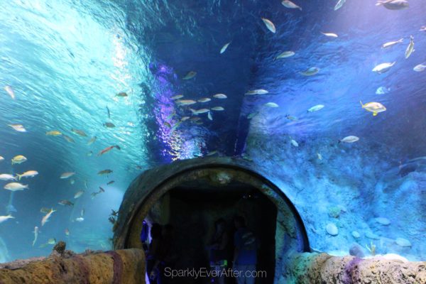 SEA LIFE Orlando Aquarium Tunnel | SparklyEverAfter.com