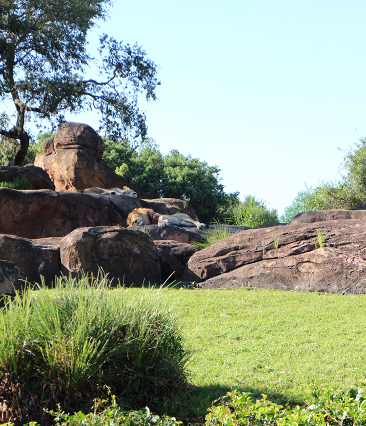 Disney's Animal Kingdom Kilimanjaro Safari Lions