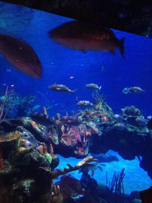 The Living Seas Lounge Aquarium