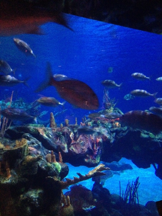 The Living Seas Lounge Aquarium